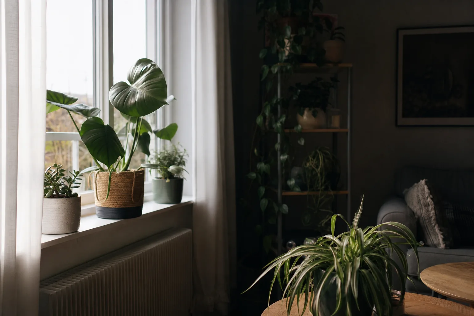 Des plantes près d’une fenêtre voilée et d’autres sur une étagère située dans une zone plus ombragée.